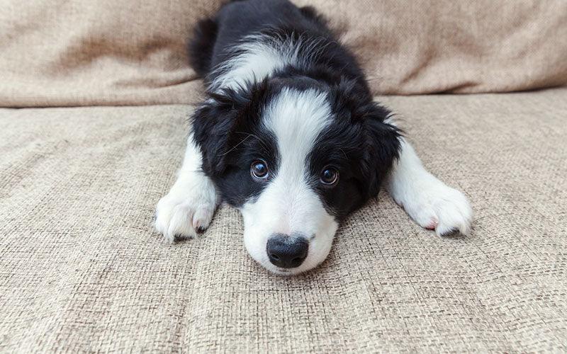 5 astuces pour trouver un nom pour son chien