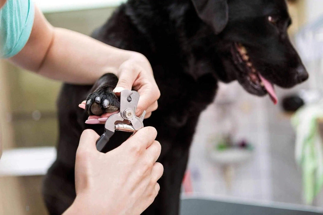 Avec quoi couper les ongles de son chien ?