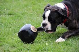 Boxer de Boston