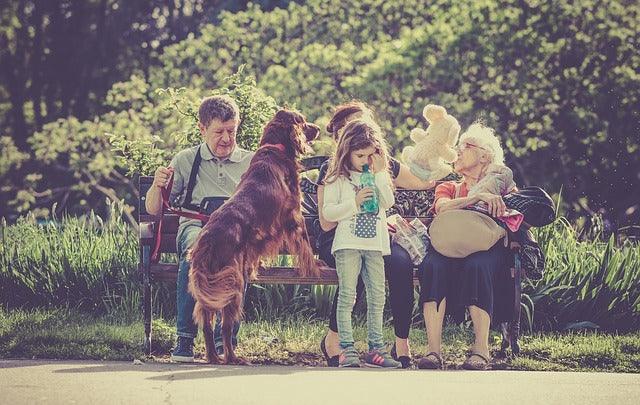 Chien idéal pour mamie