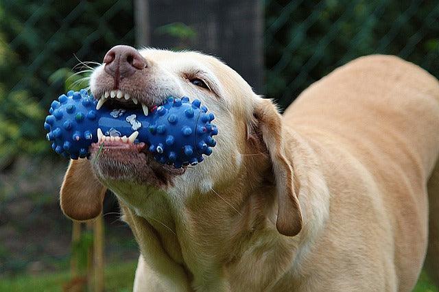 COMMENT APPRENDRE À UN CHIEN À ÉCHANGER ?