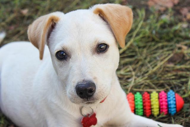 COMMENT APPRENDRE À UN CHIEN À RÉAGIR À UN NOM ?