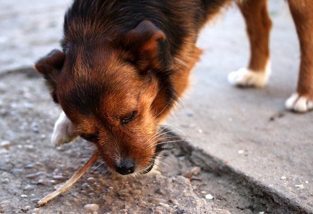 COMMENT APPRENDRE À VOTRE CHIEN À NE PAS MANGER LES ORDURES ?
