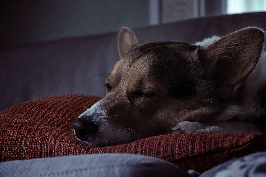 Comment fabriquer un panier pour chien ?