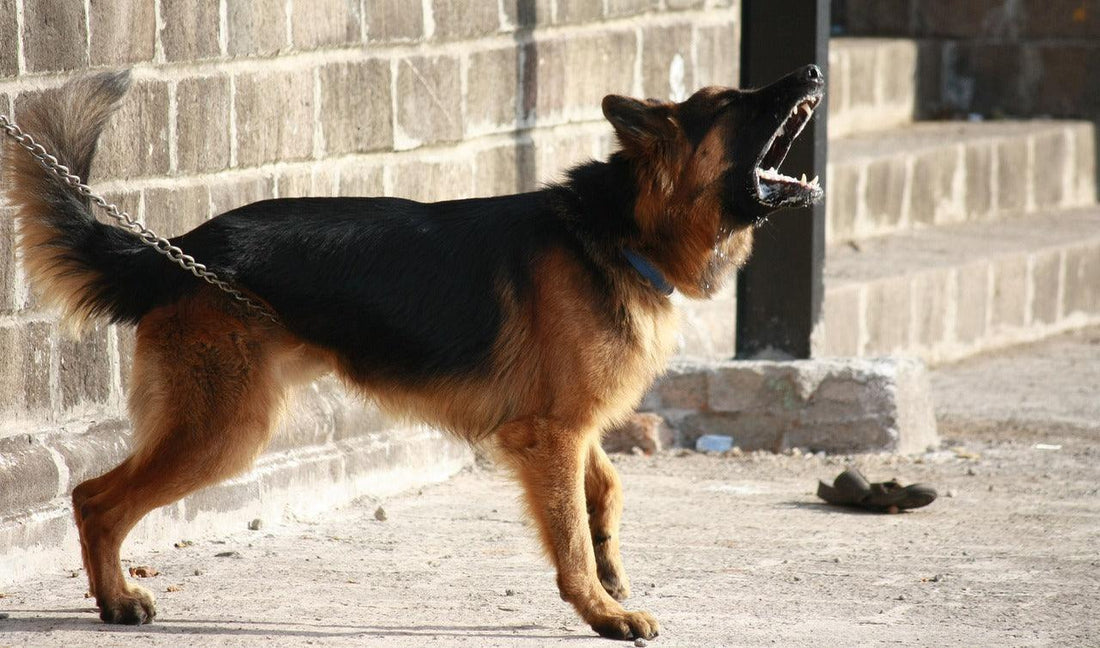 Comment faire stopper les aboiements de votre chien