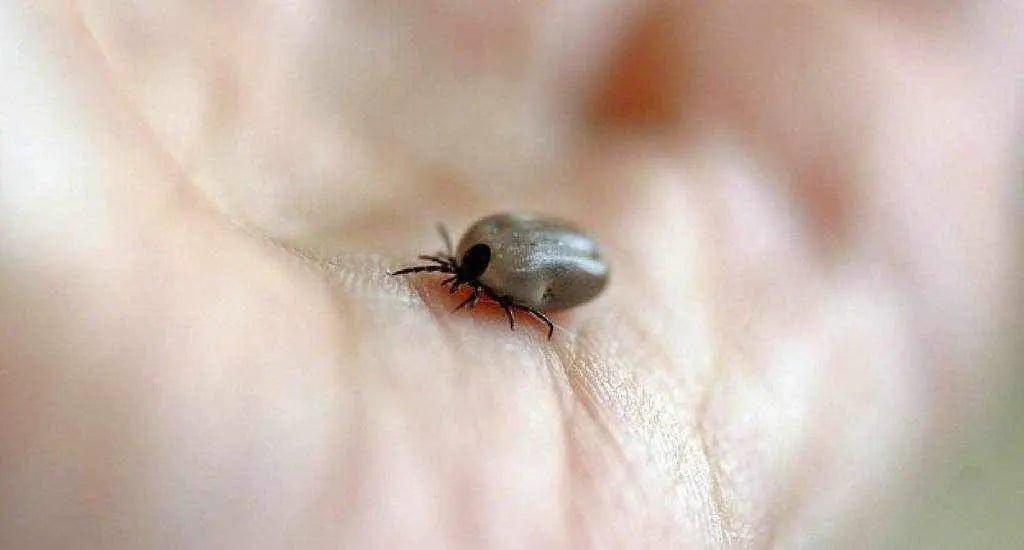 Comment lutter contre les puces et les tiques ?