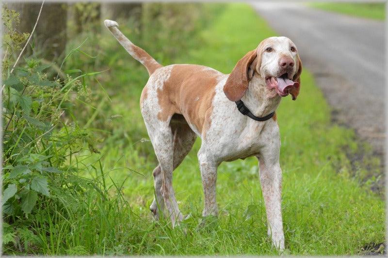 Comment prendre soin d'un Bracco Italiano