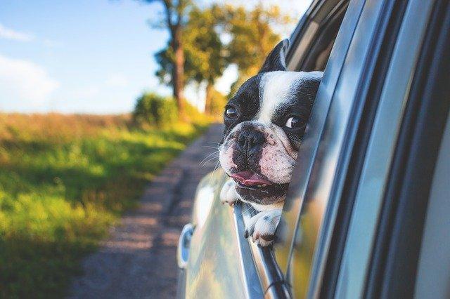 Comment protéger siège voiture chien ?