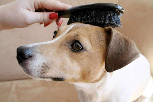 Comparatif : quel est la meilleure brosse pour chien ?
