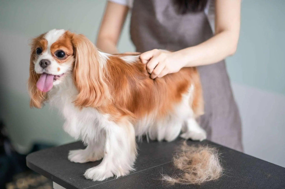 Comparatif : quel est la meilleure brosse pour chien ?