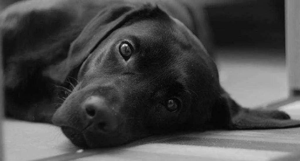Comprendre son chien