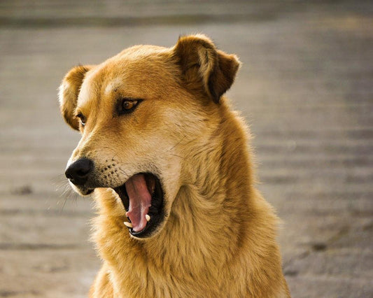 Dites adieu aux aboiements excessifs avec le collier anti-aboiement SMART de One PETS-TOP