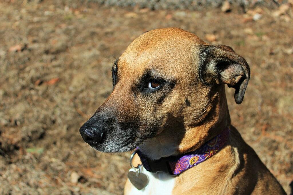 Education du chien : Comment éviter qu'il aboie ?