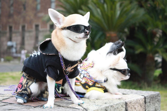 Est-ce que le chihuahua est un bon chien ?