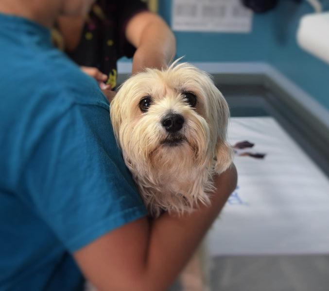 Garder un chien en bonne santé