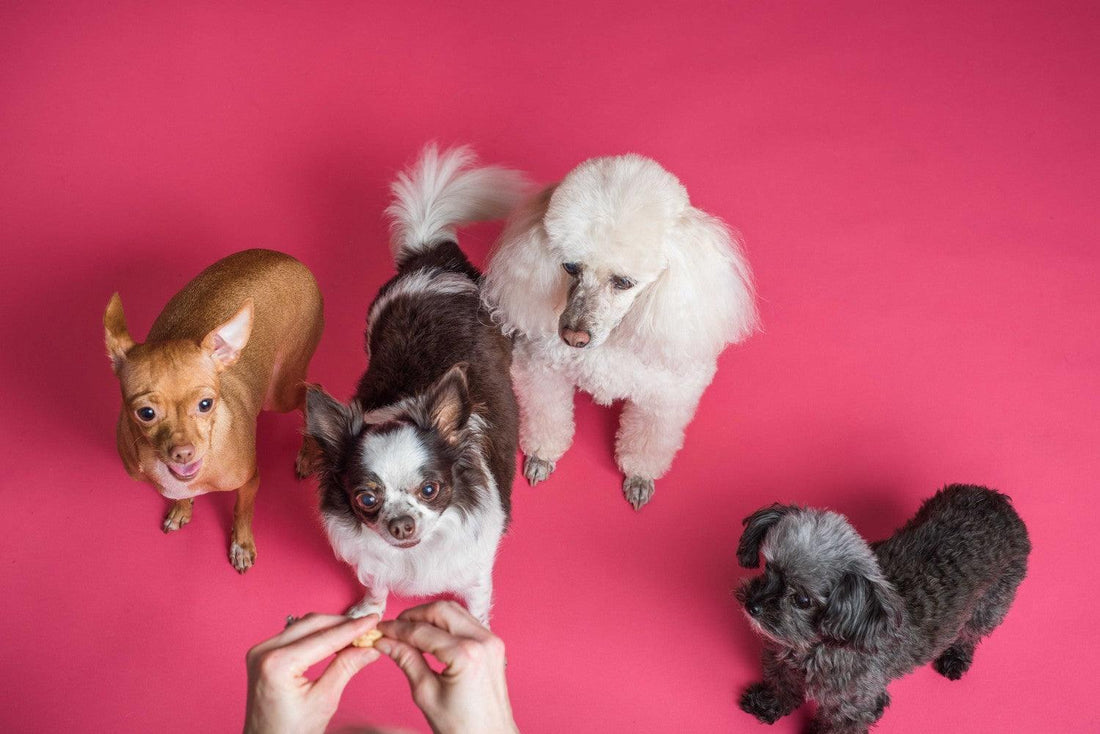 Guide pour faire reproduire votre chien