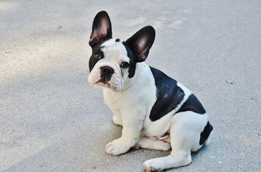 La race Bouledogue Français