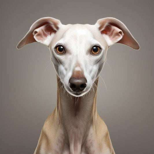 L'Azawakh : Un Compagnon Fidèle pour Votre Chien ou Chat