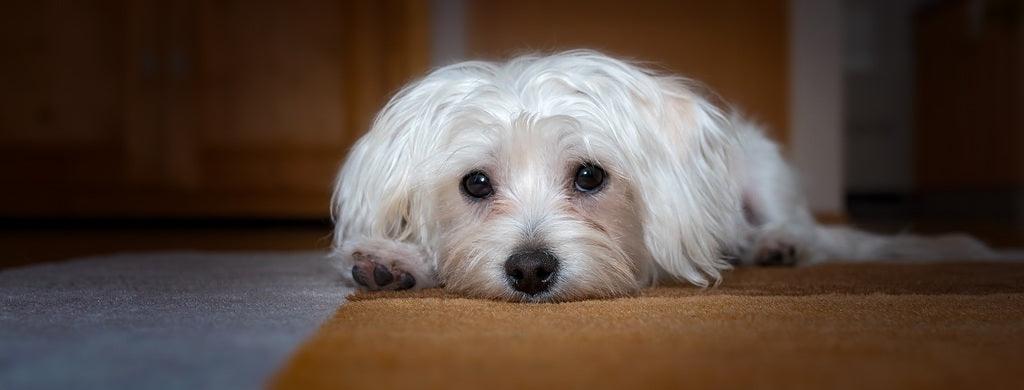 Le Bichon Havanais