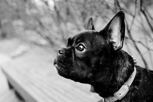 Le Bouledogue Français