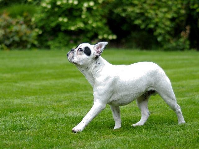 Le Bouledogue français