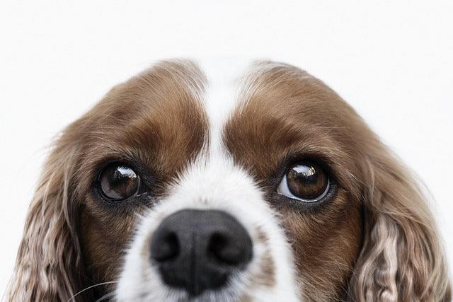 Le Cavalier King Charles spaniel