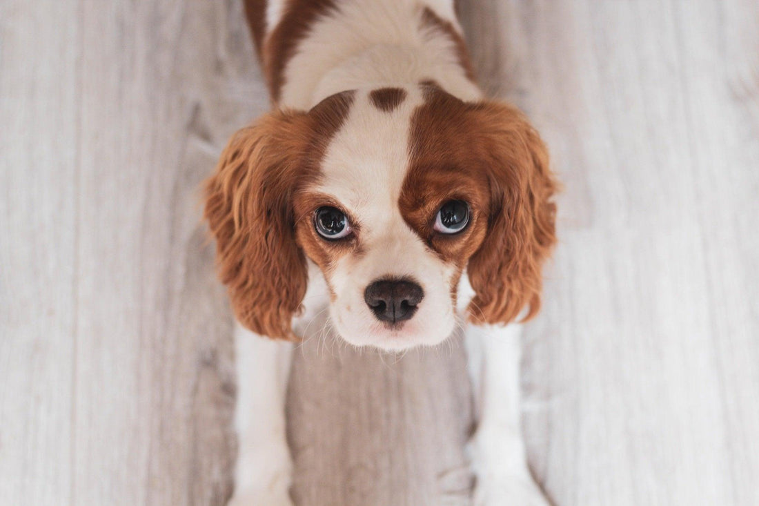 Le Cavalier King Charles