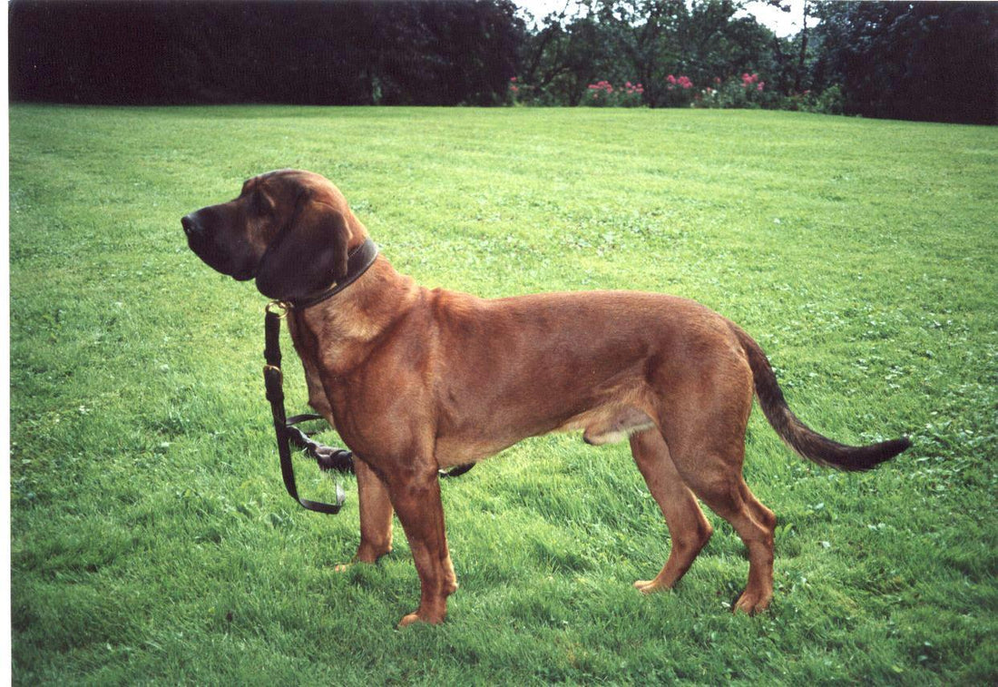 Le chien d'arrêt du Hanovre