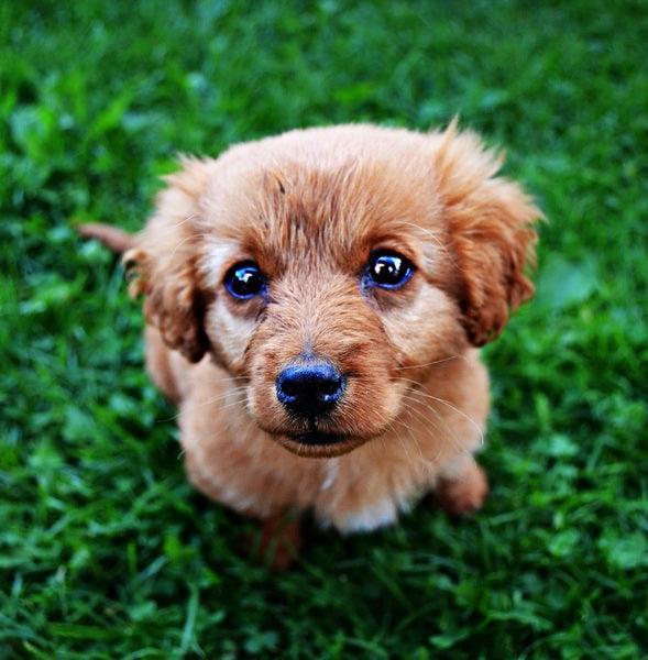 Le Cockapoo