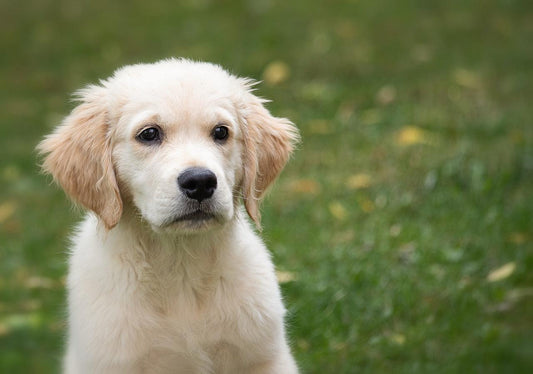 Le golden retriever