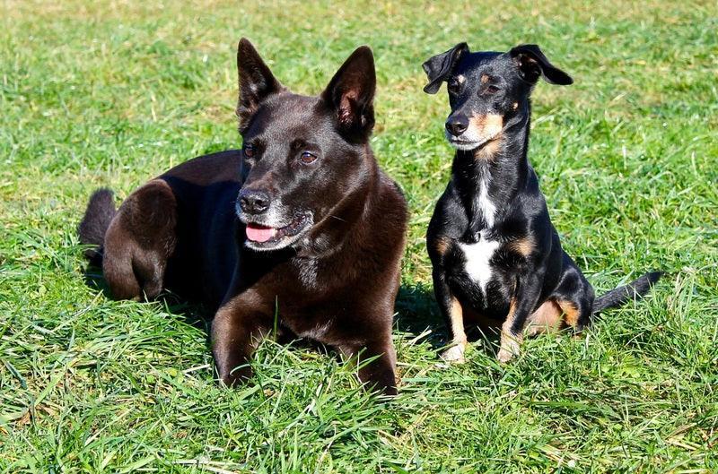 Le Kelpie australien