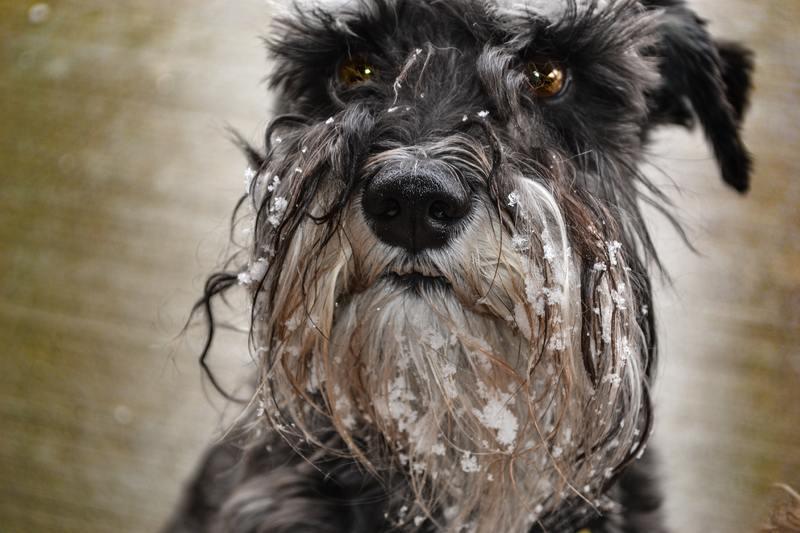 Le Schnauzer géant