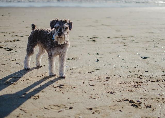 Le Schnauzer nain
