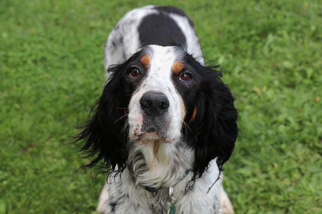 Le Setter Anglais