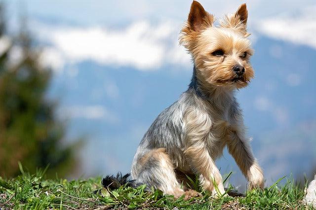 Le Yorkshire terrier