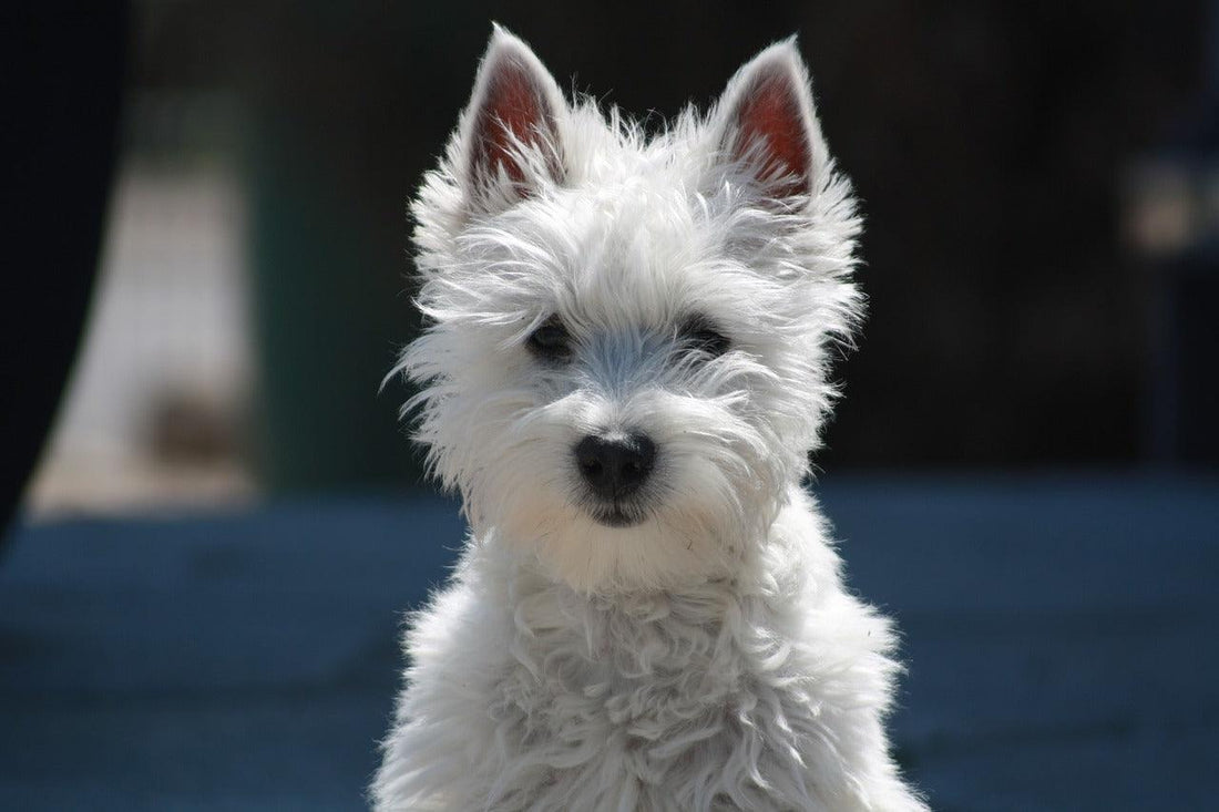 Les 10 races de chiens les plus affectueuses avec les personnes âgées