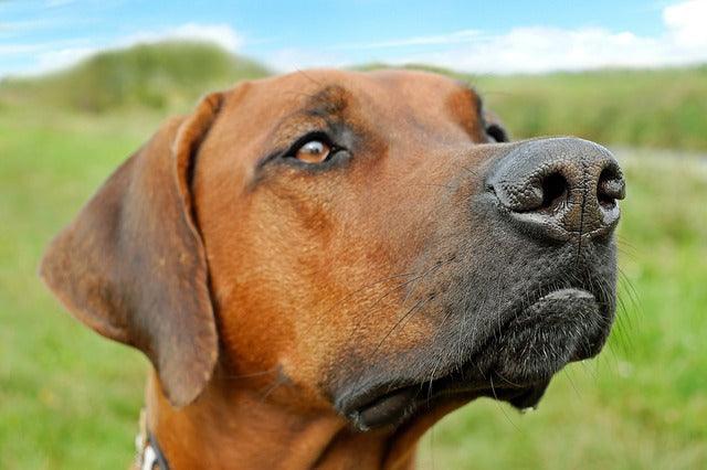 Les chiens ont-ils la notion de temps?