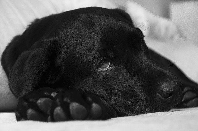LES MALADIES TRANSMISES PAR LES CHIENS