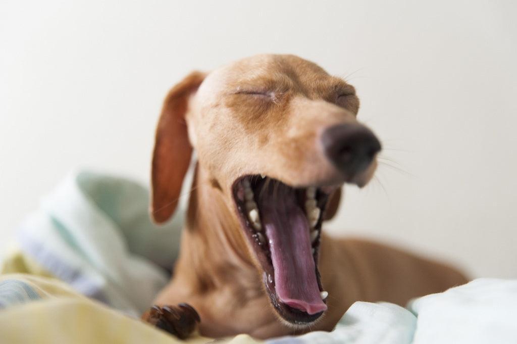 Les paniers pour chien