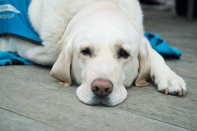Les problèmes de santé du chien