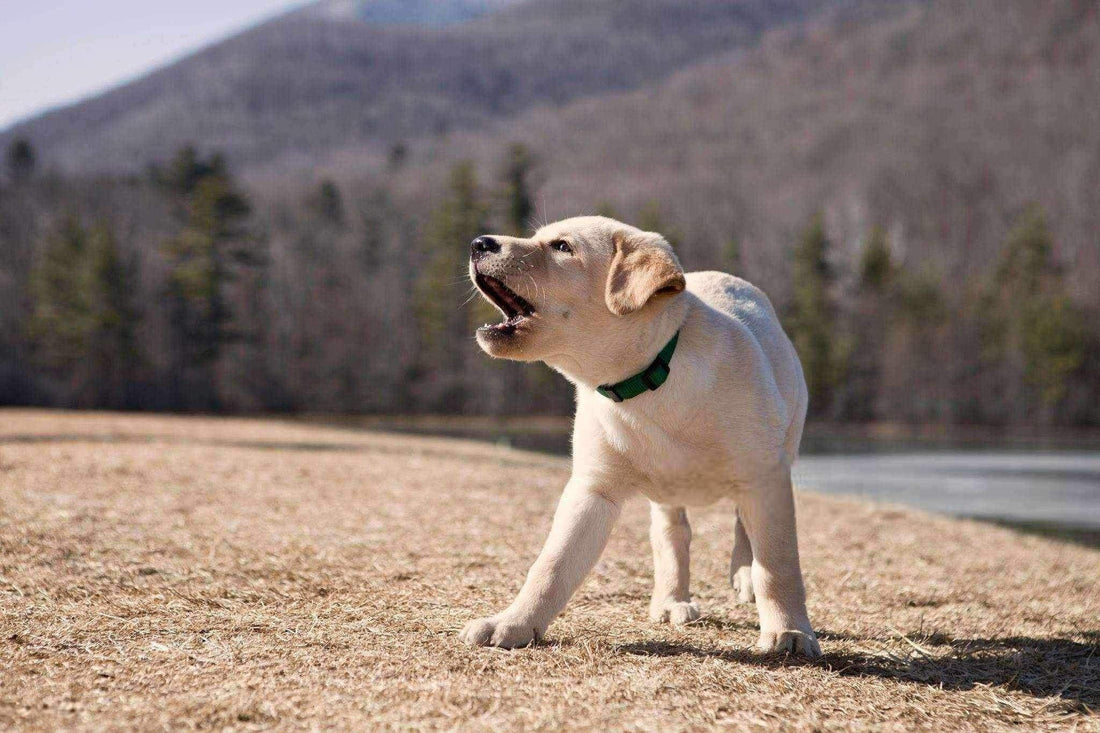 Les raisons communes des aboiements des chiens