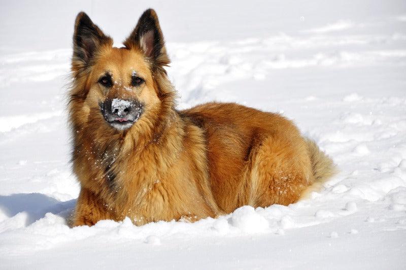 L'Eurasier