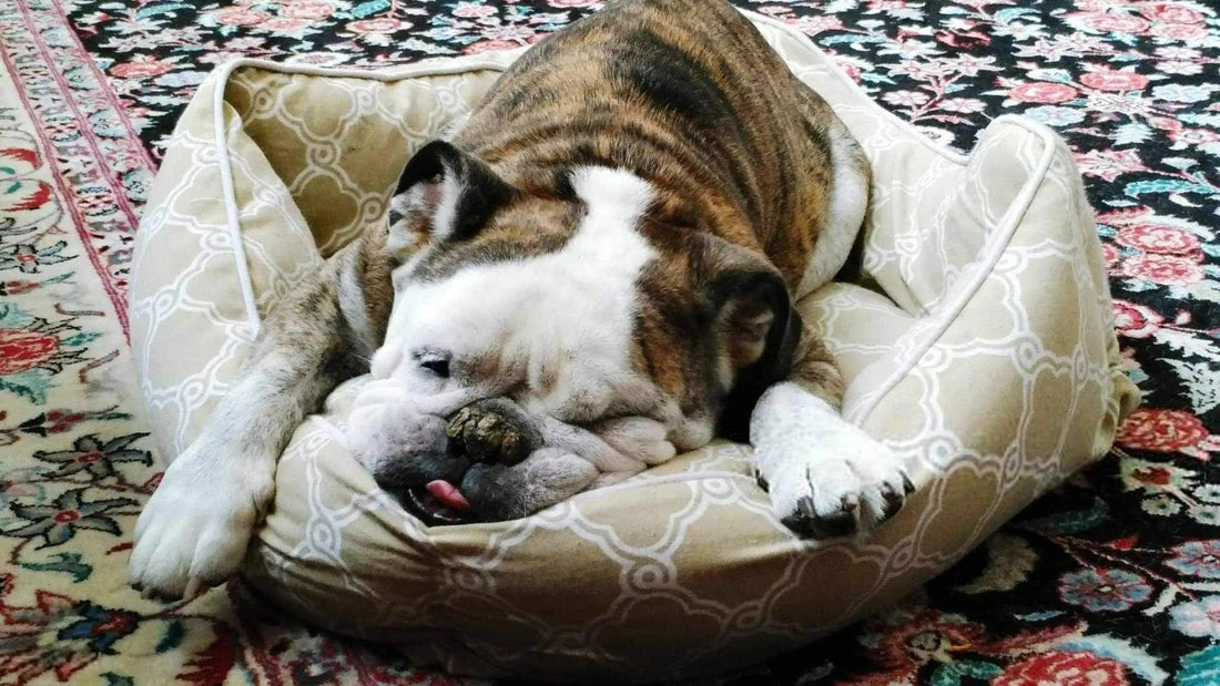 L’importance d’un bon panier pour votre chien