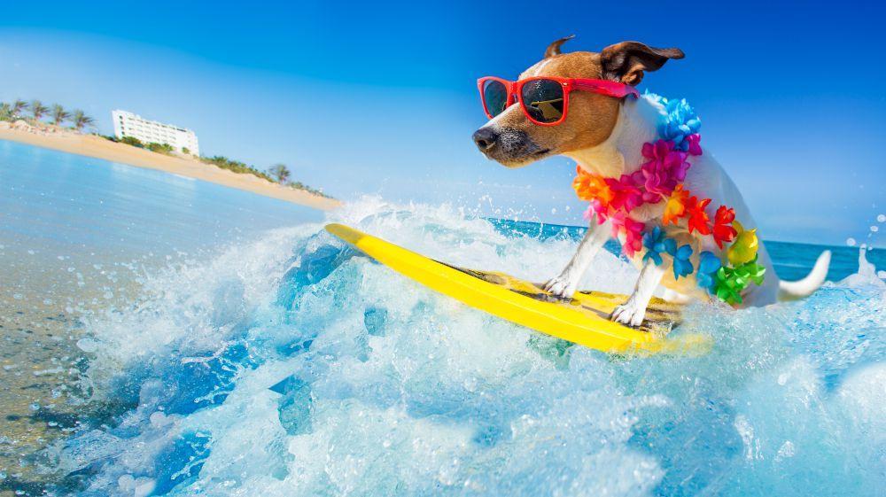 Pourquoi mon chien a-t-il besoin de lunettes de soleil ?