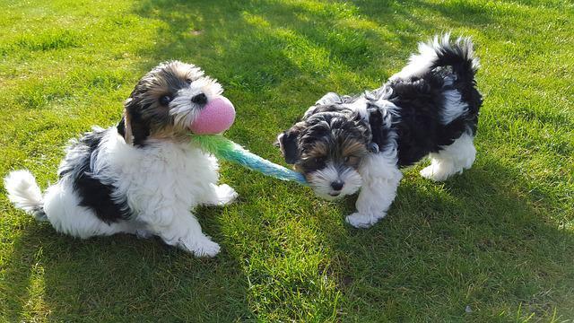 Problèmes de santé du Biewer Terrier