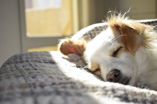 Quel chien pour une mamie ?