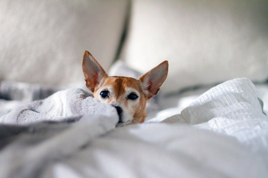 Quel panier choisir pour son chien ?