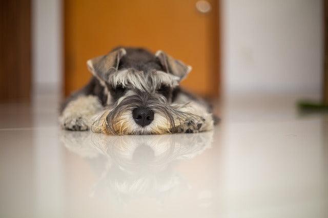 Quel race de chien prendre en appartement ?