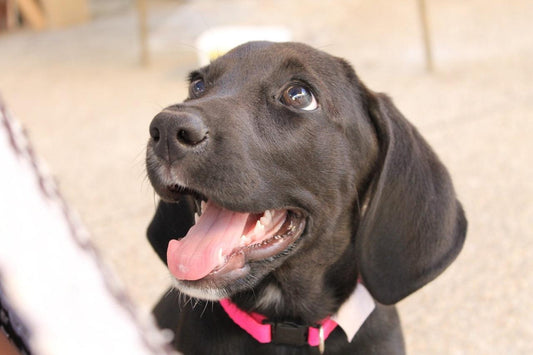 Quels sont les avantages d'avoir un chien ?