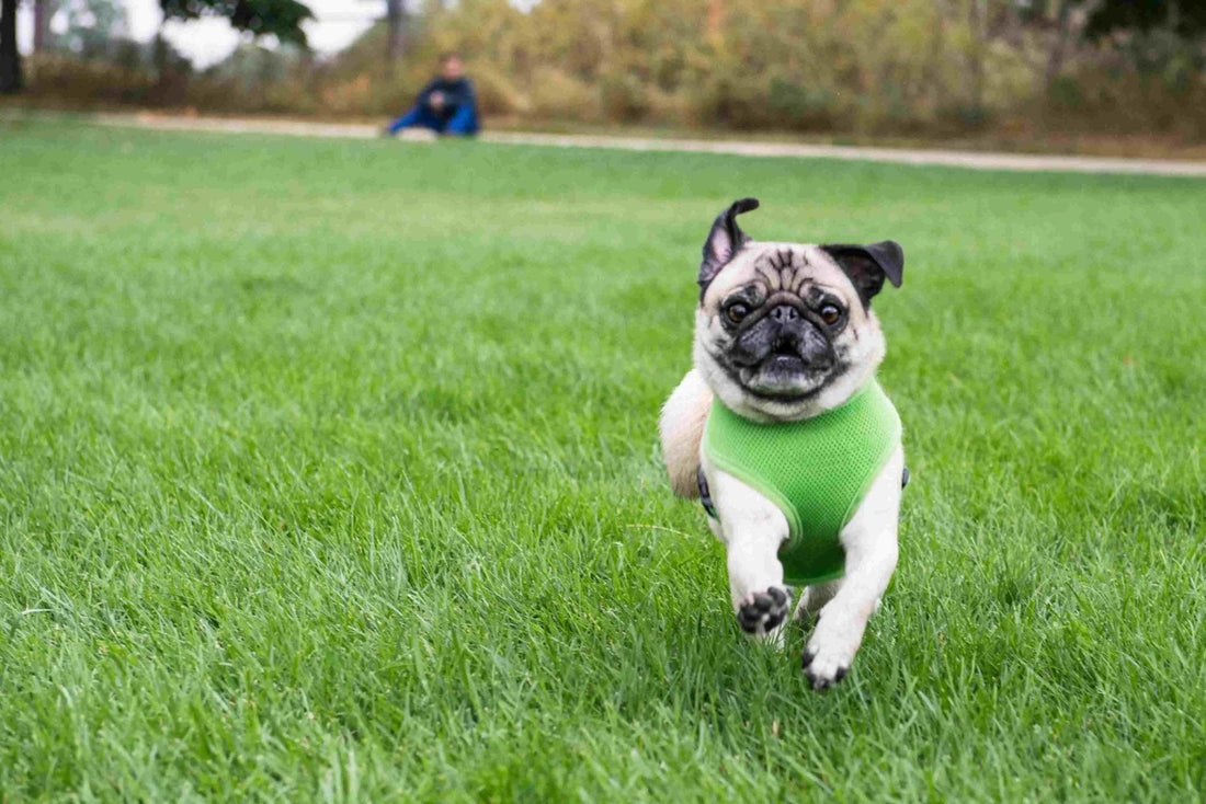 Trouver le bon harnais pour son chien